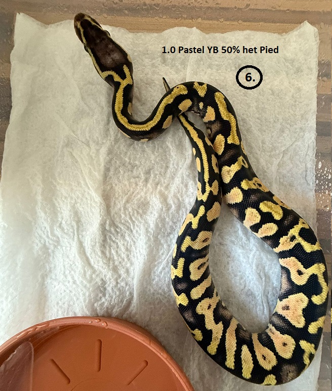 Pastel Yellow Belly 50% het Pied ♂   NZ:23.6.2025 59g