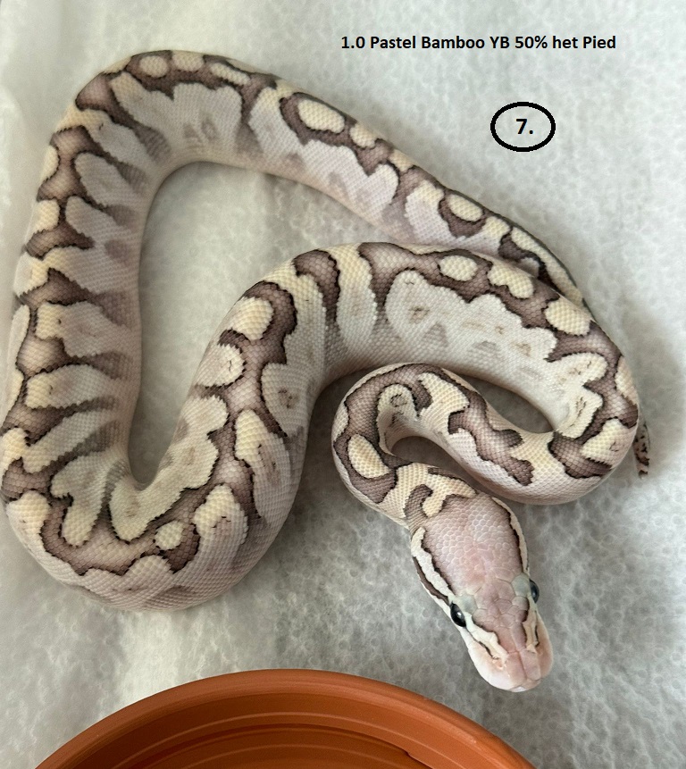 Pastel Bamboo Yellow Belly 50% het Pied ♂   NZ:23.6.2025 78g