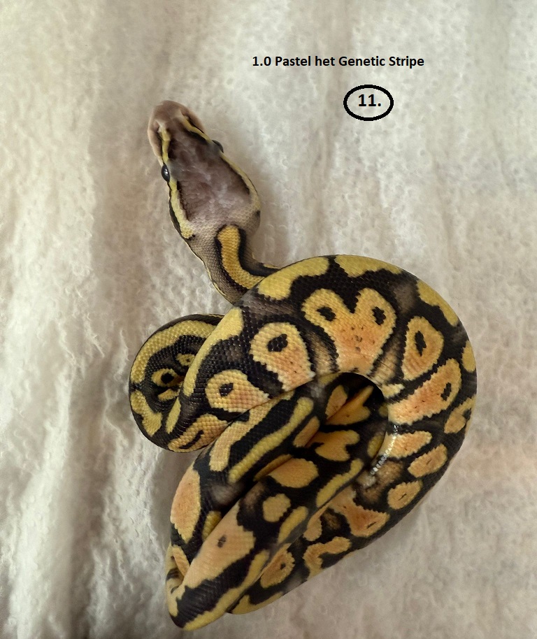 Pastel het Genetic Stripe ♂ NZ:27.6.2025 50g 