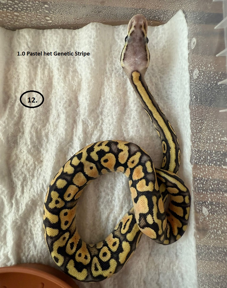 Pastel het Genetic Stripe ♂ NZ:27.6.2025 58g 