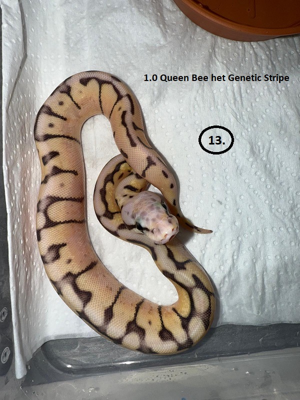 Queen Bee het Genetick Stripe ♂ NZ:28.6.2025 43g