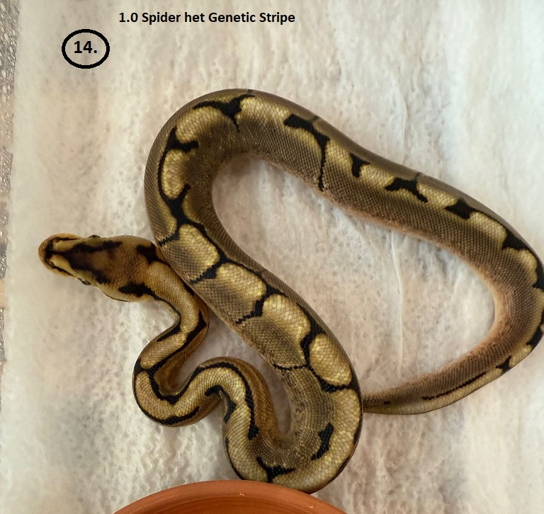 Spider het Genetic Stripe ♂ NZ:29.6.2025 59g