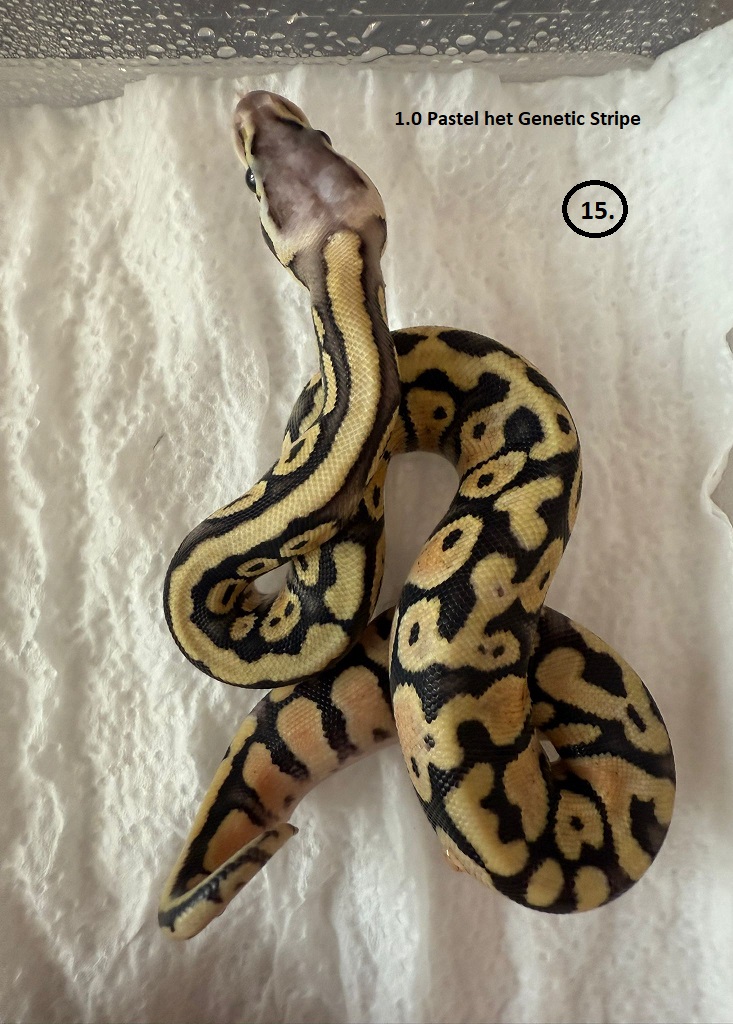 Pastel het Genetic Stripe ♂ NZ:29.6.2025 59g