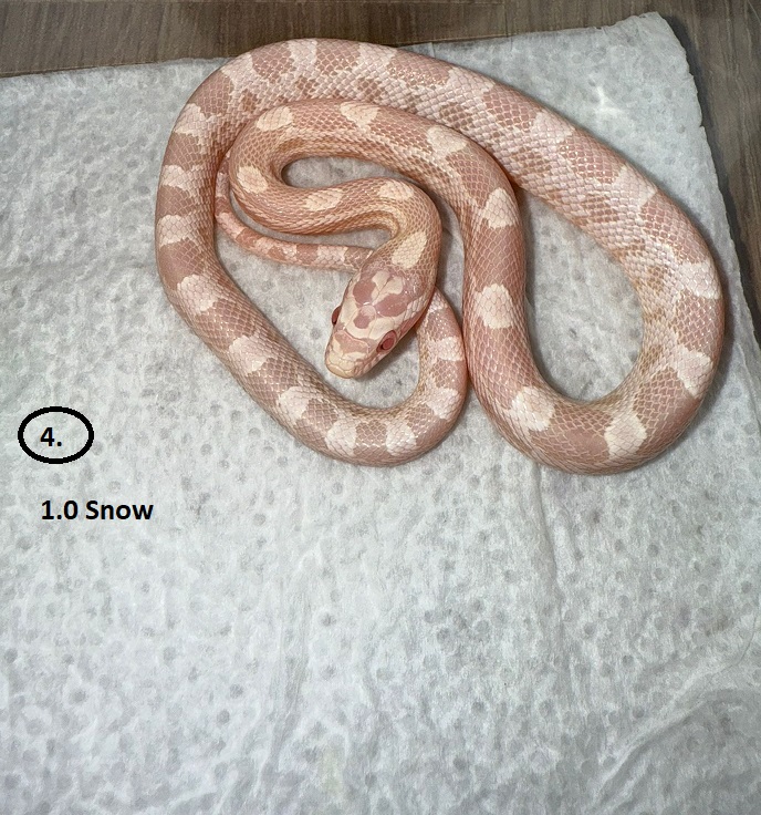 Snow ♂  NZ:30.5.2025