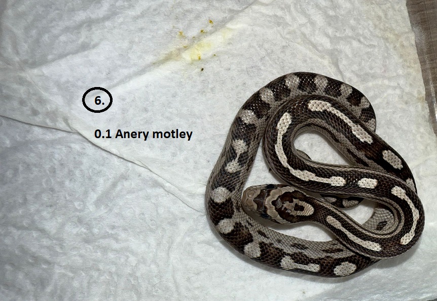 Anery Motley ♀ NZ:30.5.2025
