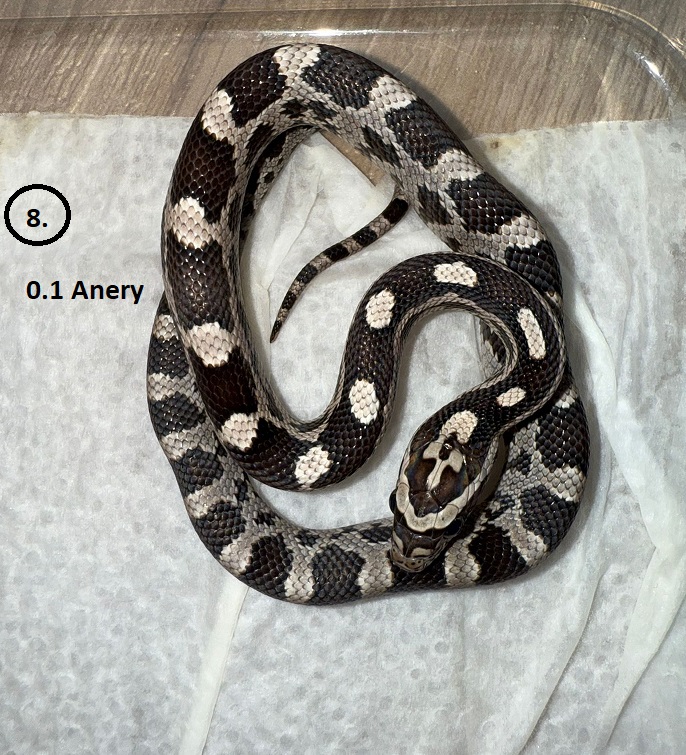 Anery ♀ NZ:30.5.2025