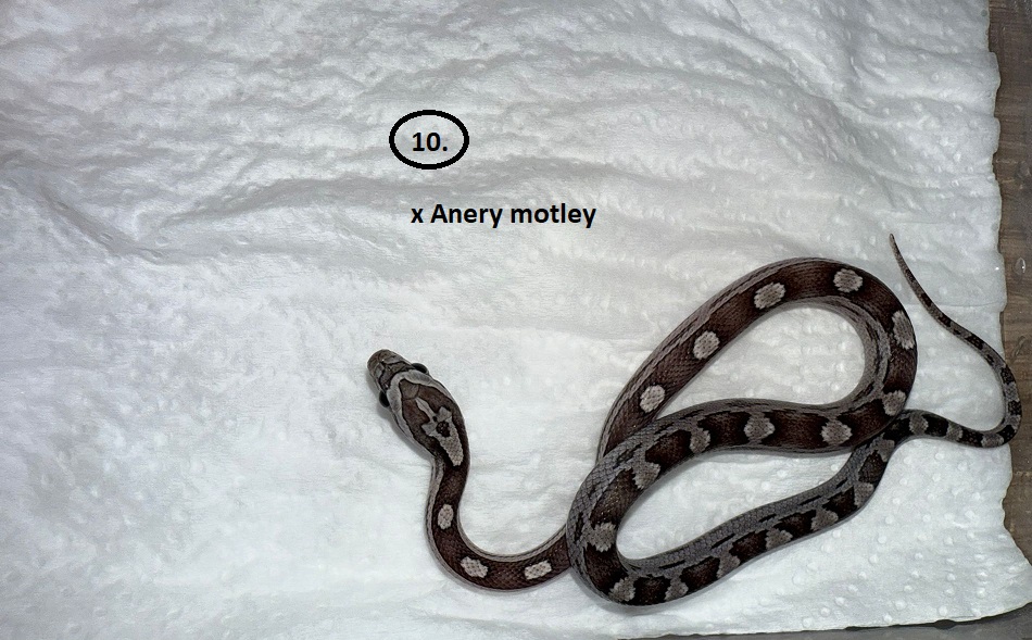 Anery Motley ♂ NZ:31.5.2025