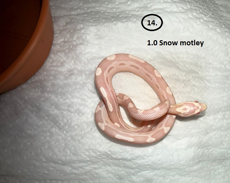 Snow Motley ♂  NZ:2.6.2025
