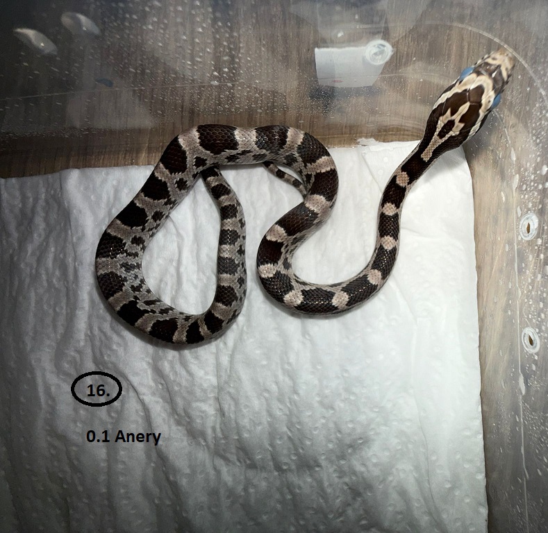Anery ♀ NZ:2.6.2025