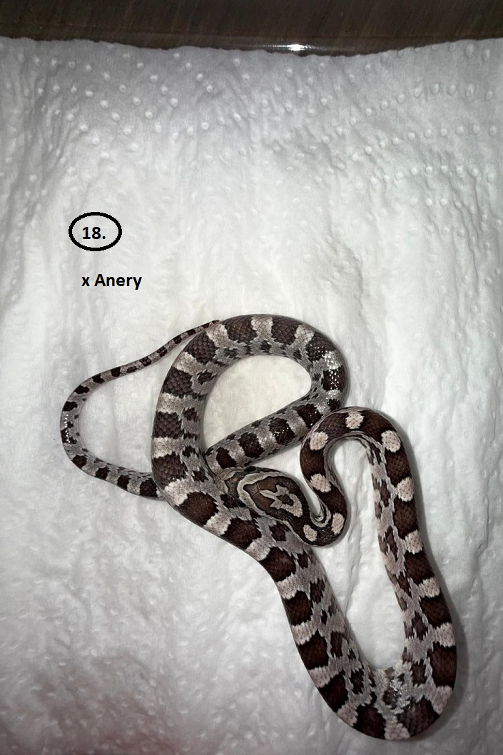 Anery ♀ NZ:3.6.2025