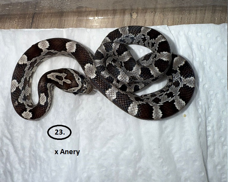 Anery ♂ NZ:4.6.2025