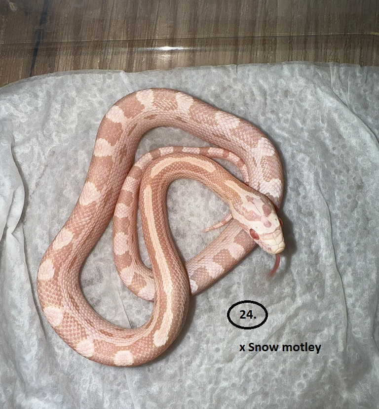 Snow Motley ♂  NZ:4.6.2025