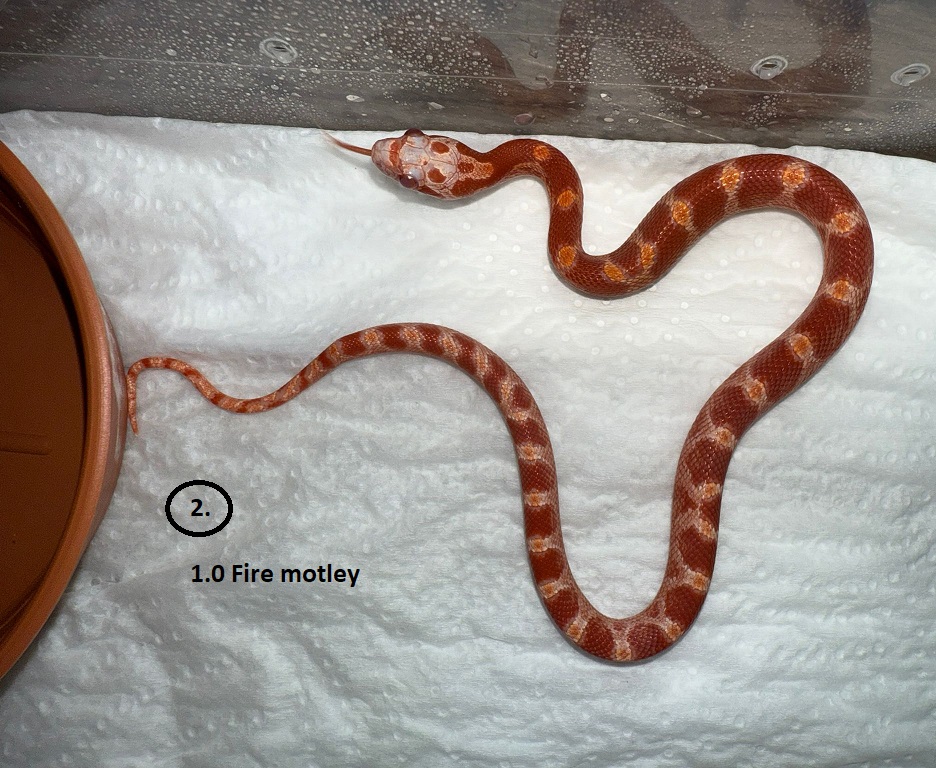 Fire Motley ♂  NZ: 16.5.2025