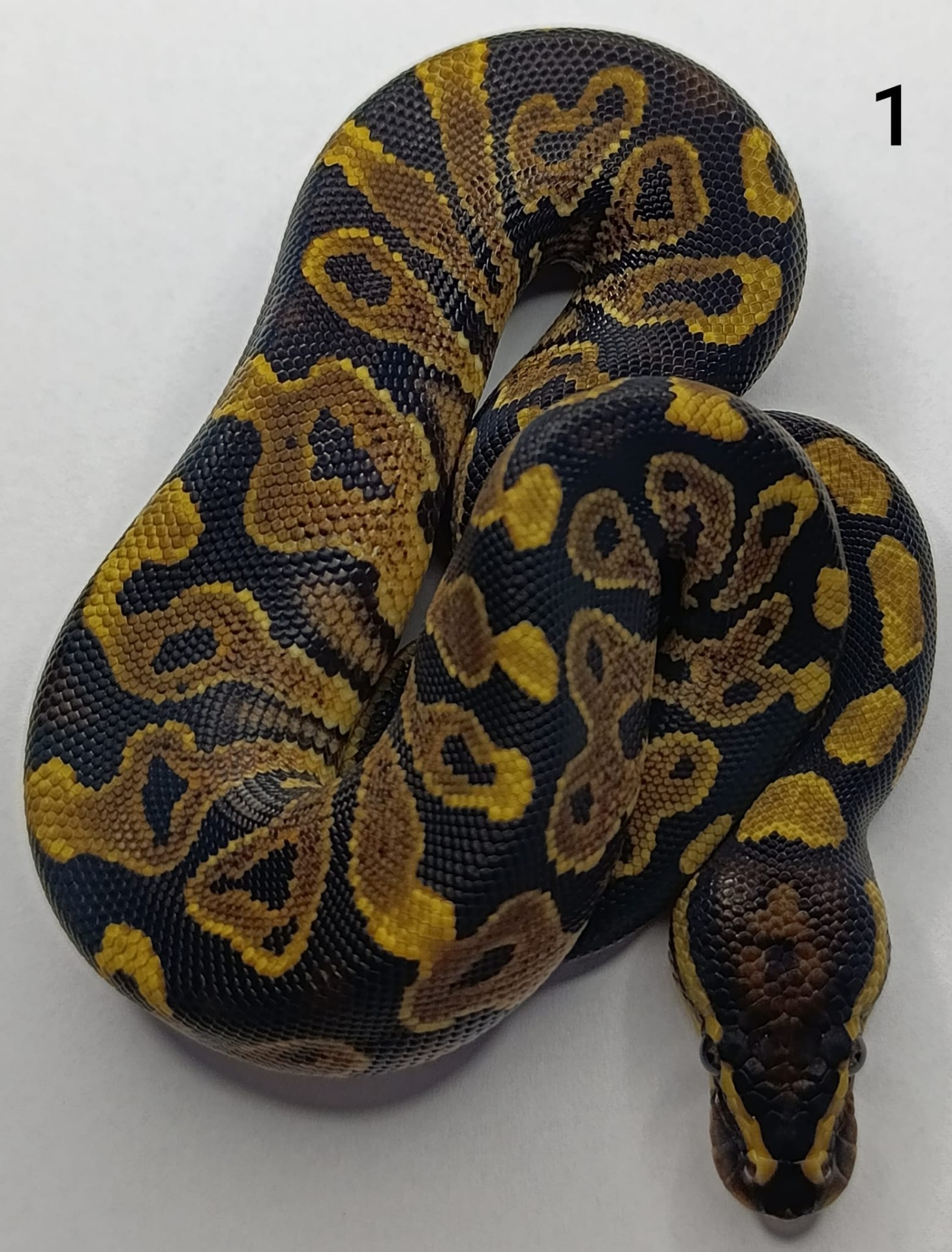 ♂  Phantom Yellow Belly 50% het Pied 