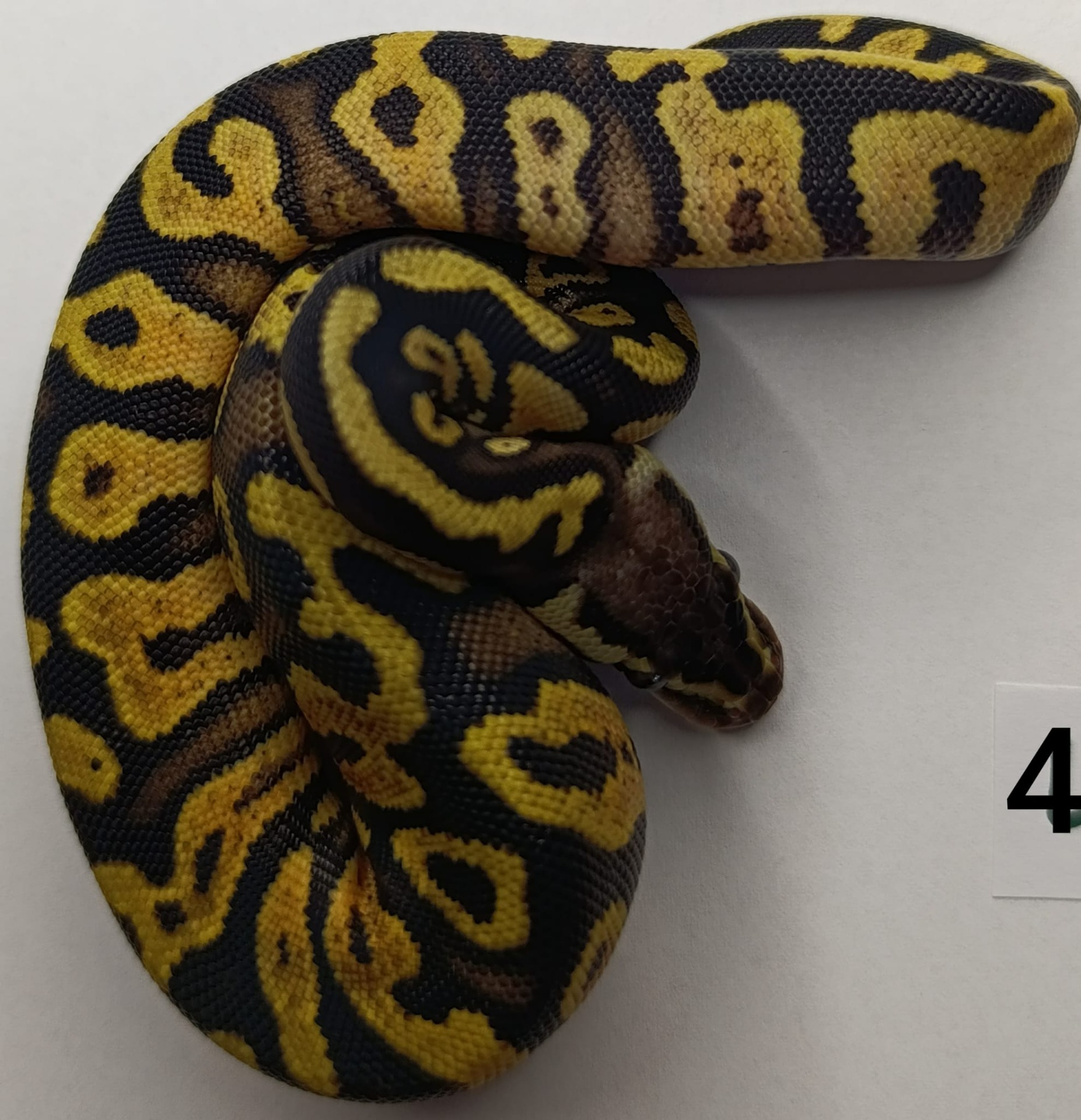 ♀ Pastel Yellow Belly 50% het Pied