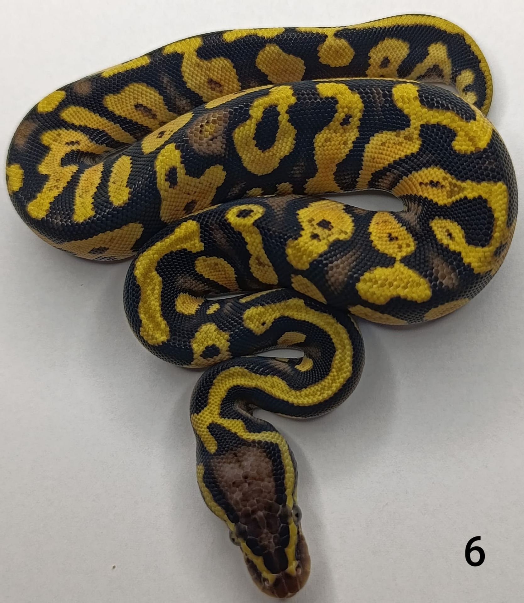 ♀ Pastel Yellow Belly 50% het Pied