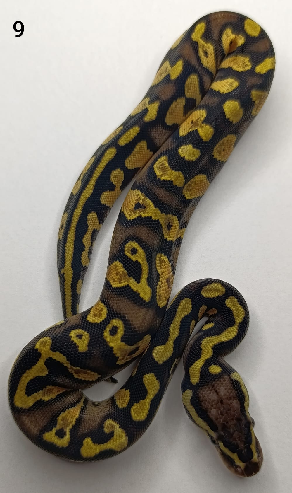 ♀ Pastel Phantom Yellow Belly 50% het Pied