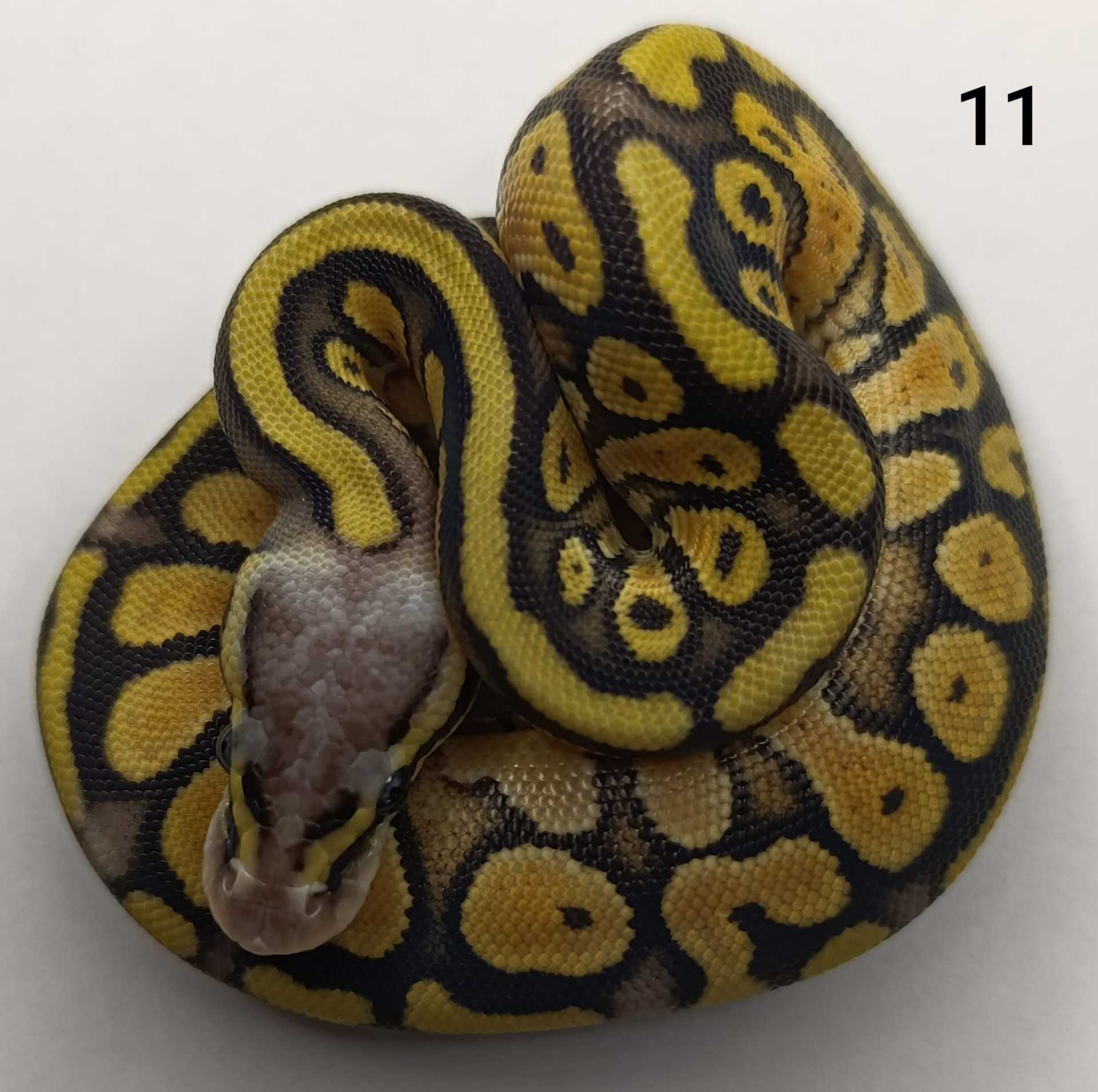 ♀ Pastel het Genetic Stripe