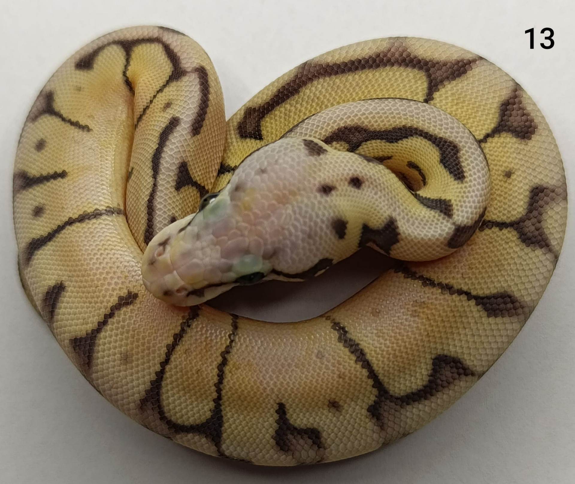 ♀ Queen Bee het Genetic Stripe