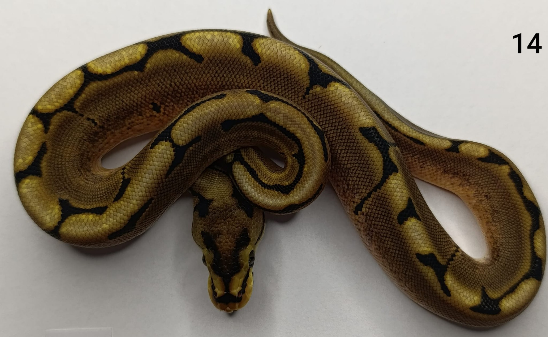 ♂ Spider het Genetic Stripe
