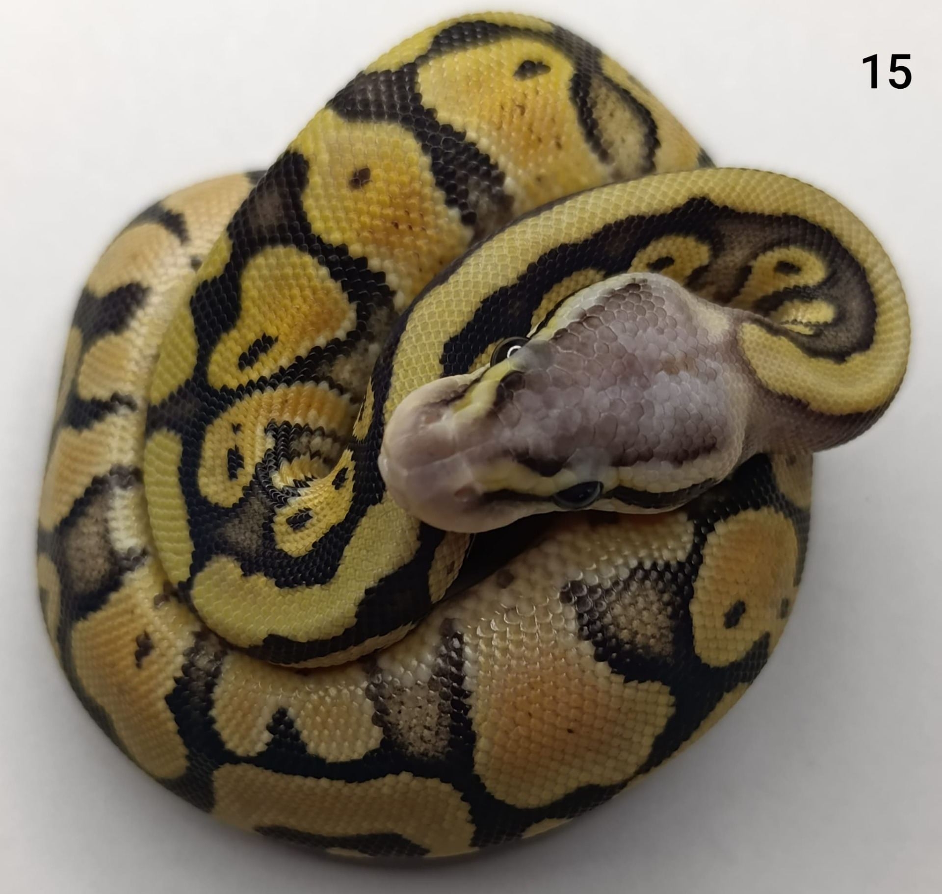 ♂ Pastel het Genetic Stripe