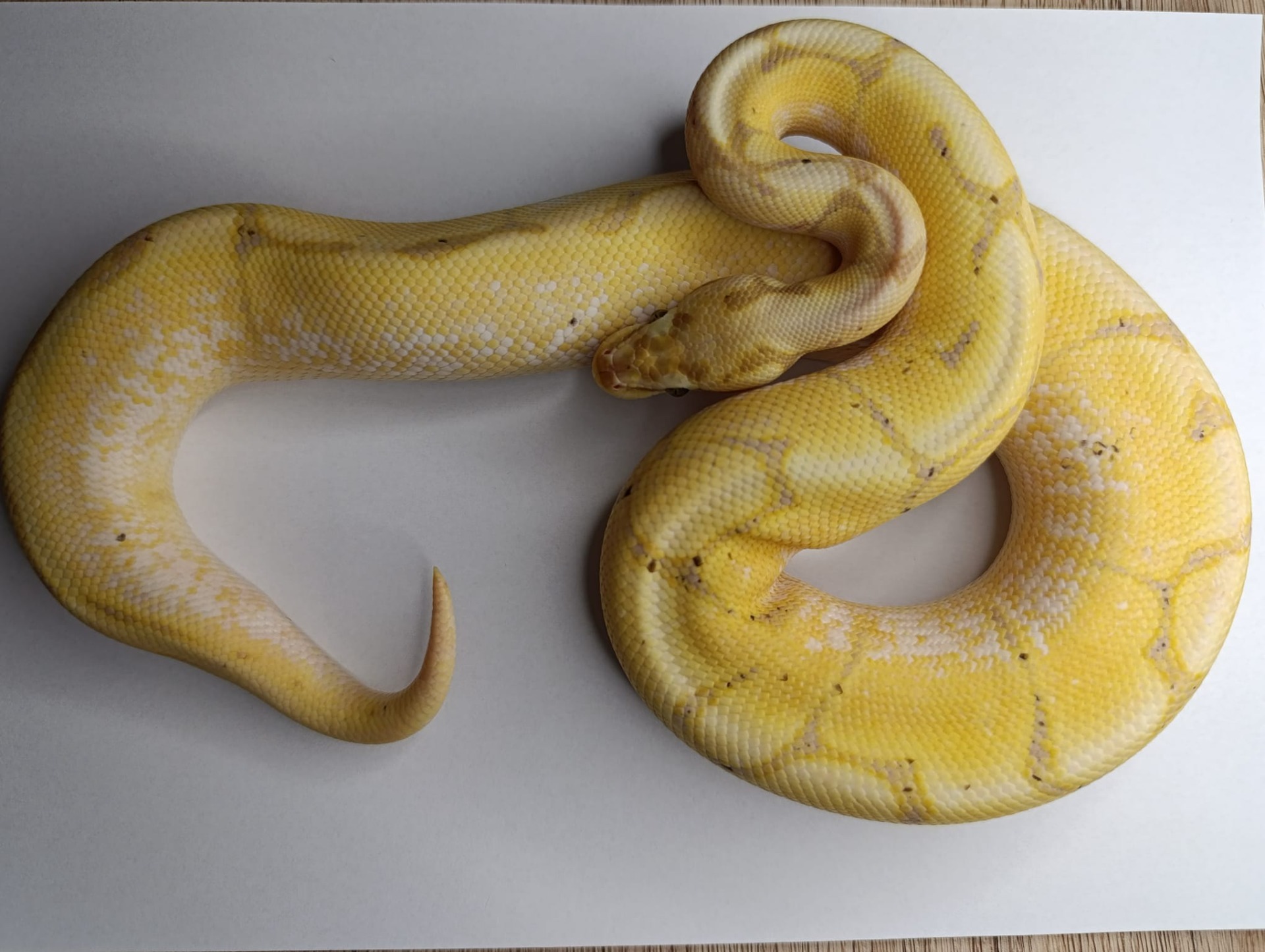 ♂  Banana Pastel Spider 50% het Pied/Clown Nz: 13.5.2024