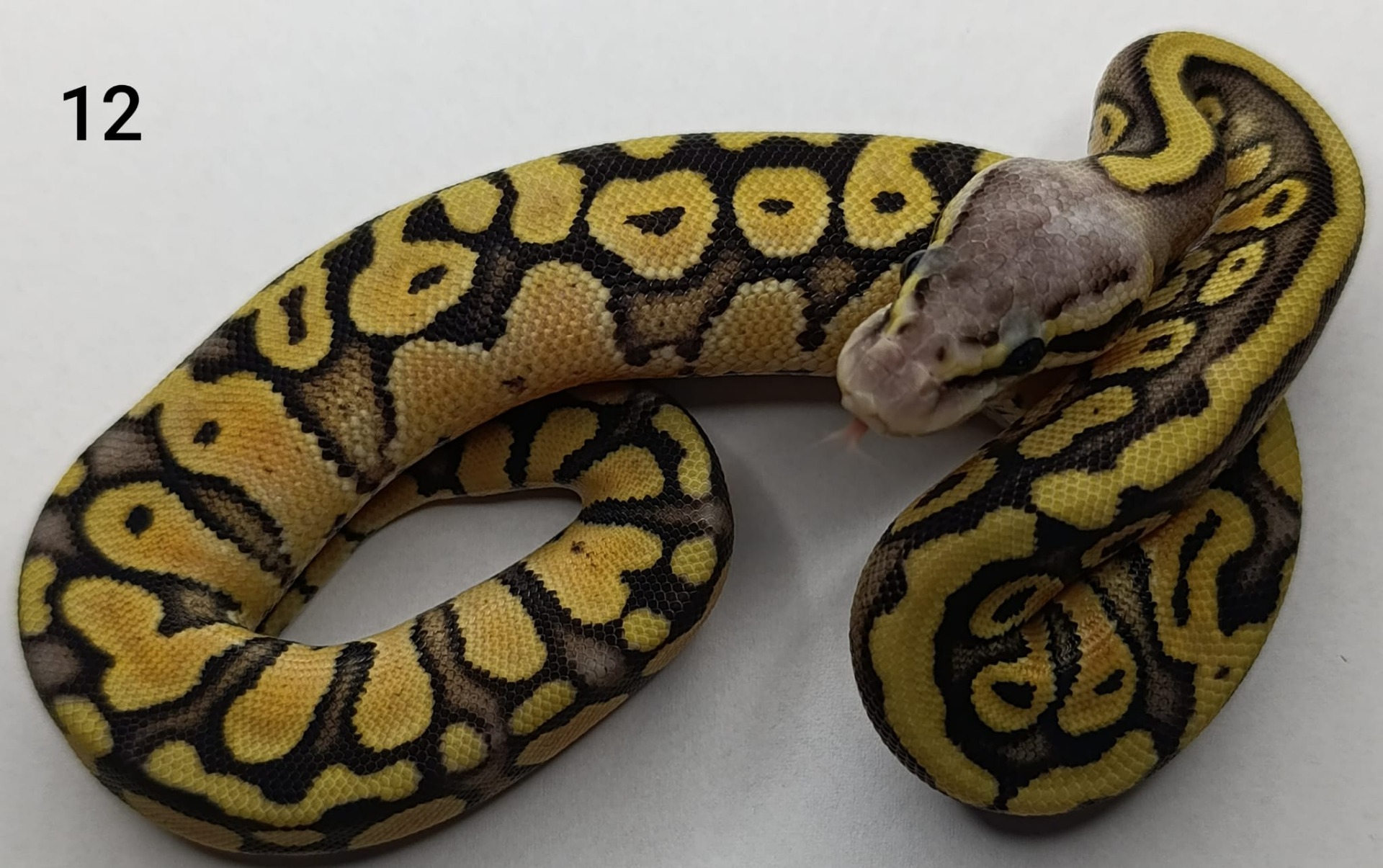♀ Pastel het Genetic Stripe