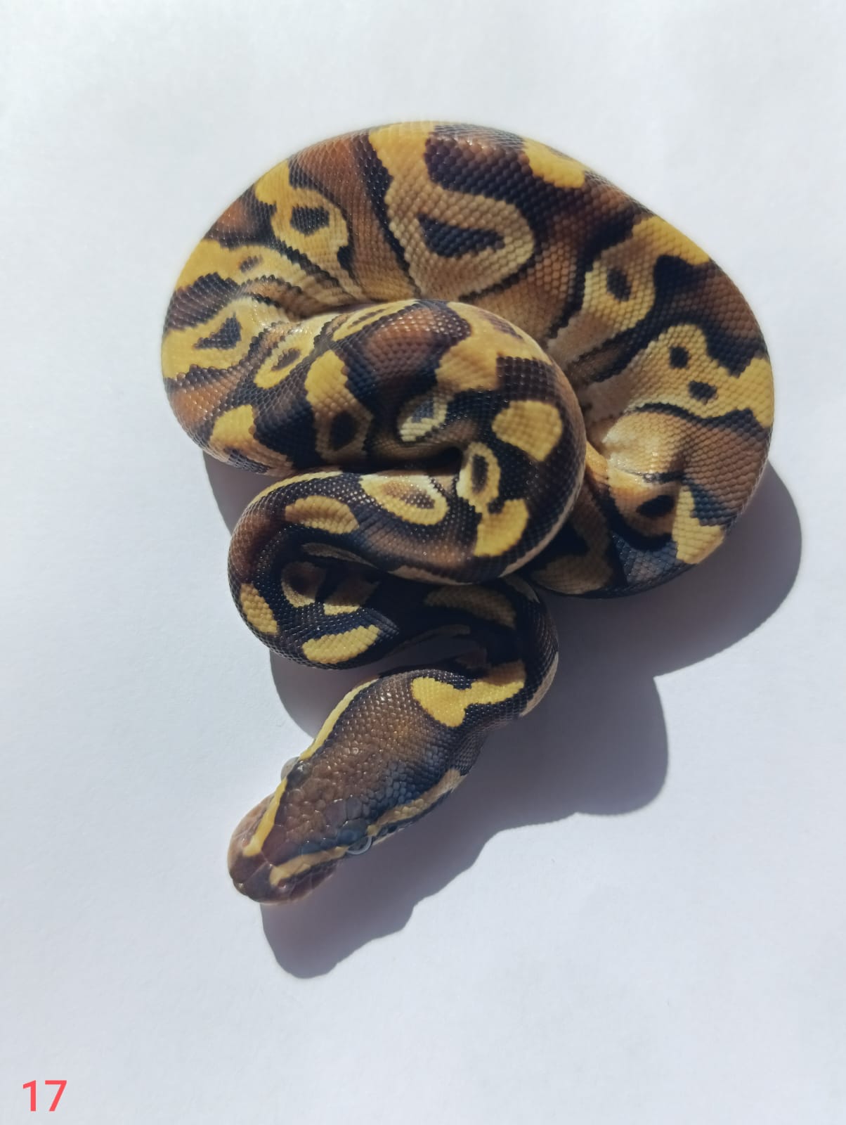 ♀ Mojave Enchi 66% het Pied
