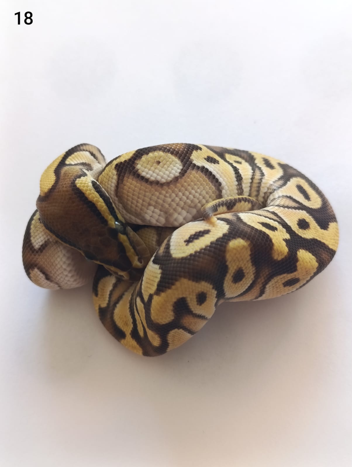 ♂ Orange Dream Mojave 66% het Pied