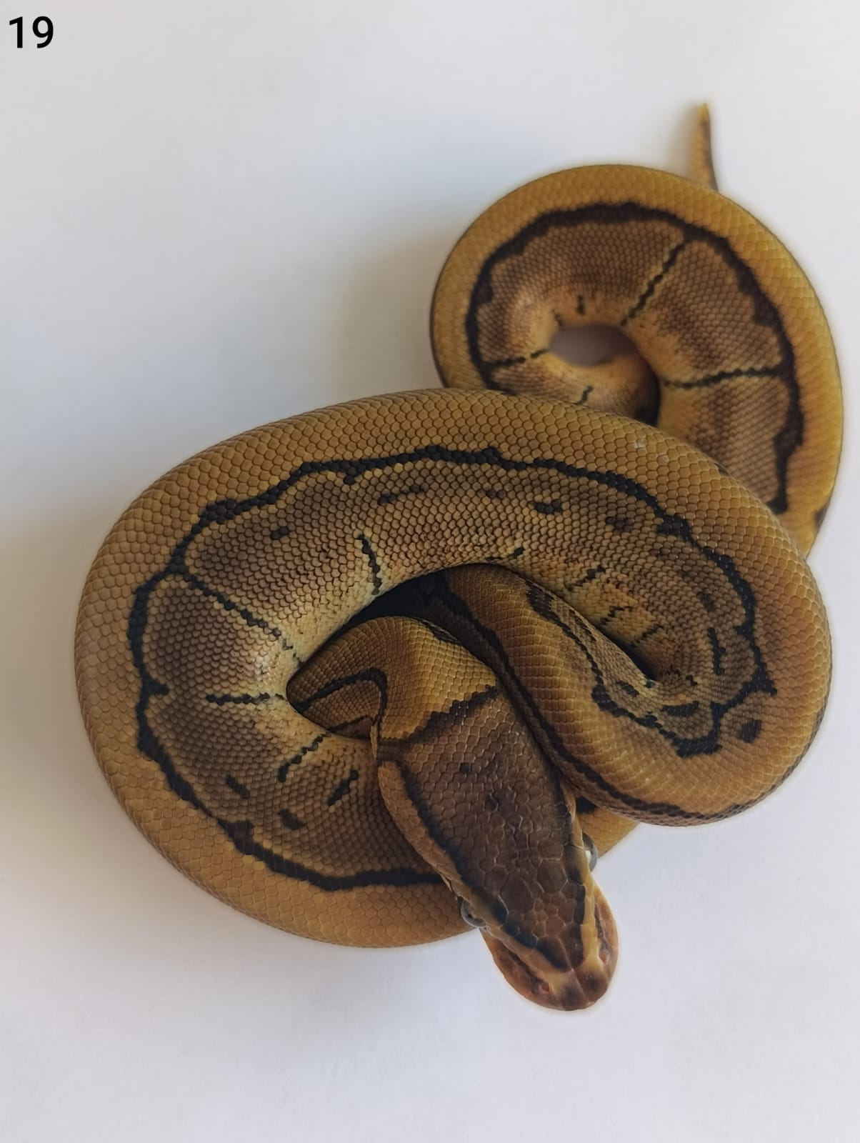♀ Enchi Pinstripe 66% het Pied