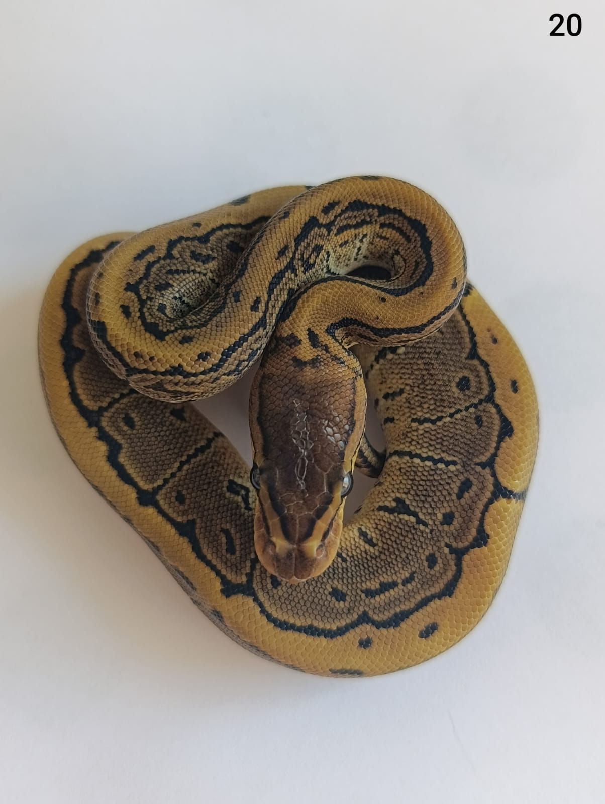 ♀ Pinstripe 66% het Pied 