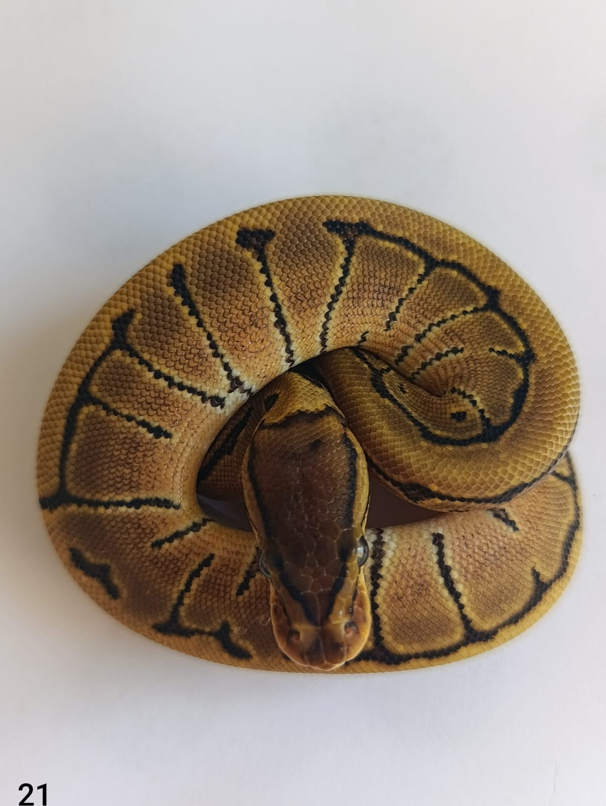 ♀ Pinstripe Orange Dream 66% het Pied poss Enchi