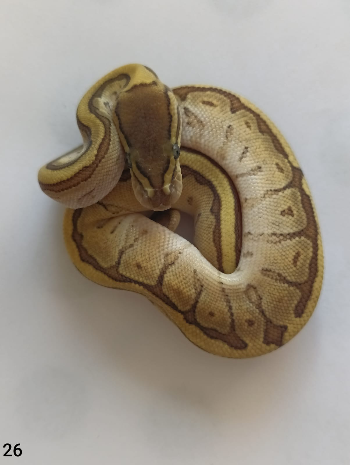 ♂ Mojave Pinstripe 66% het Pied poss Orange Dream
