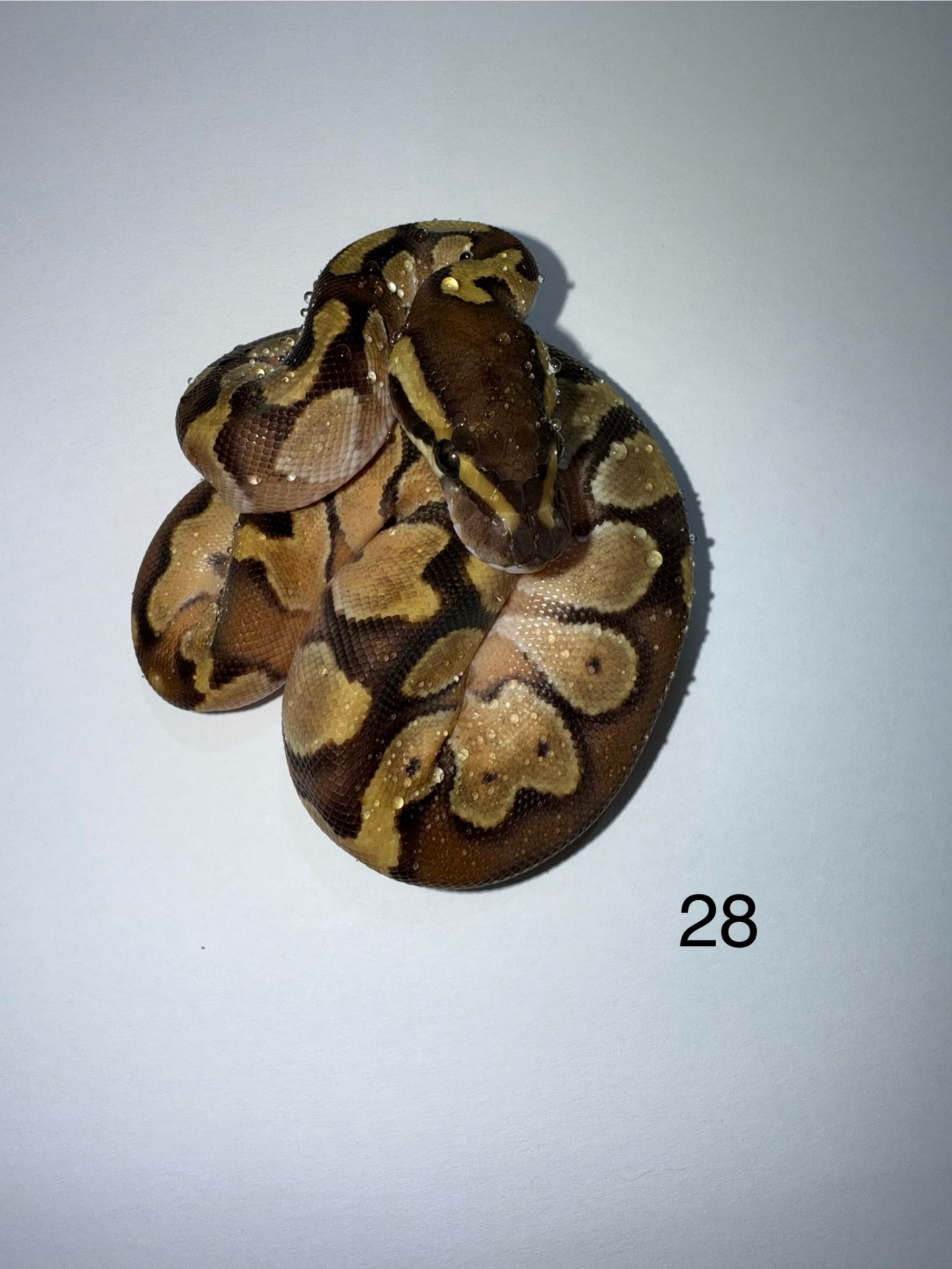 ♂  Orange Dream Enchi 50% het Pied