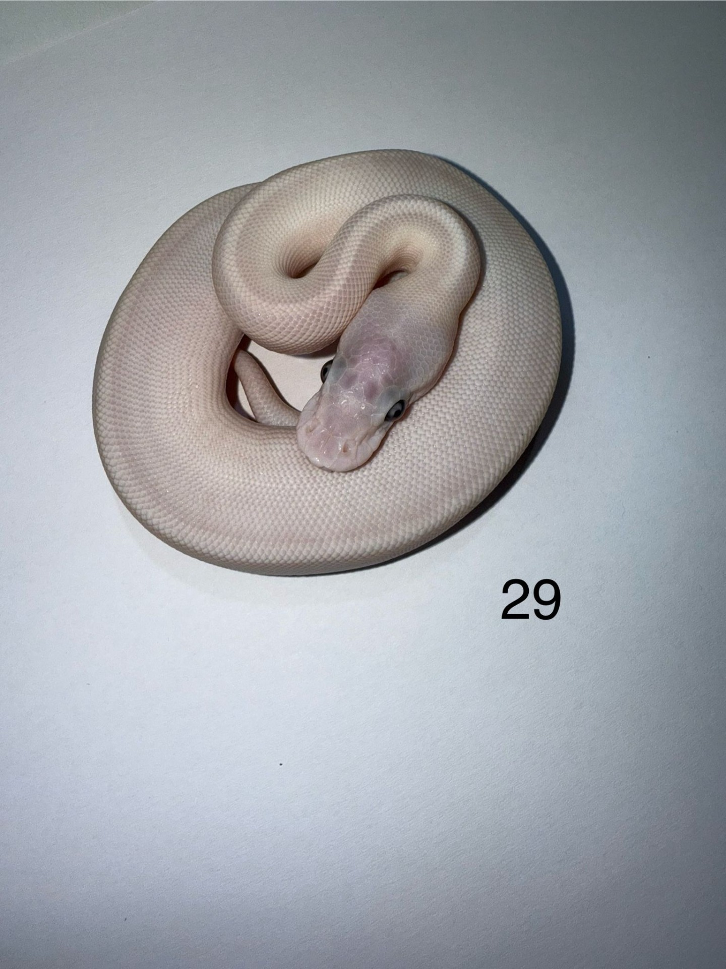 ♂ Blue Eyed Leucistic 50% het Pied - Super Mojave