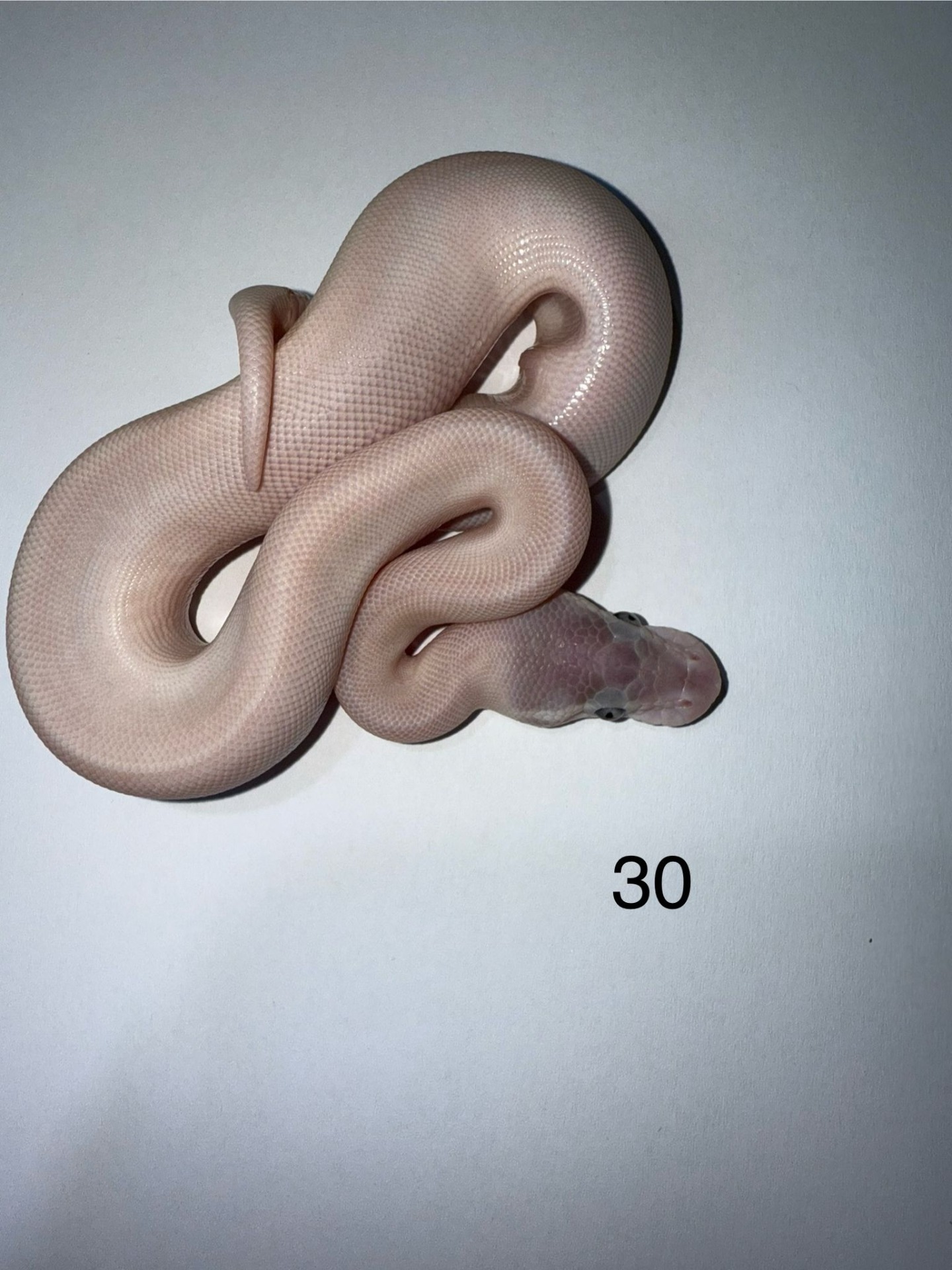 ♀ Blue Eyed Leucistic 50% het Pied - Super Mojave