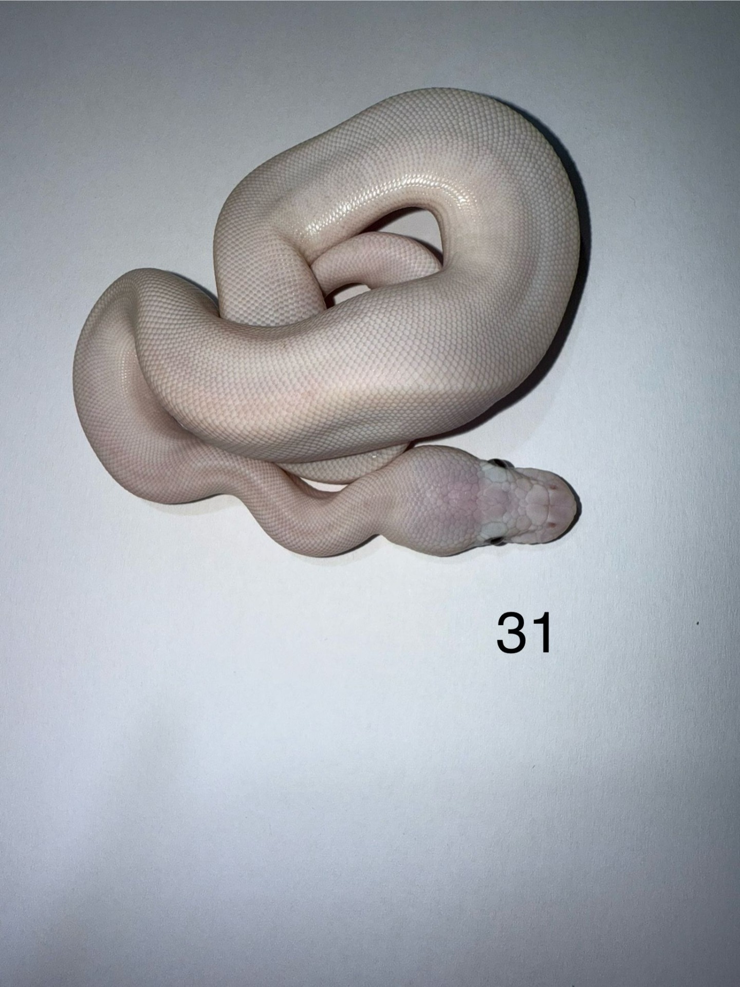 ♀ Blue Eyed Leucistic 50% het Pied