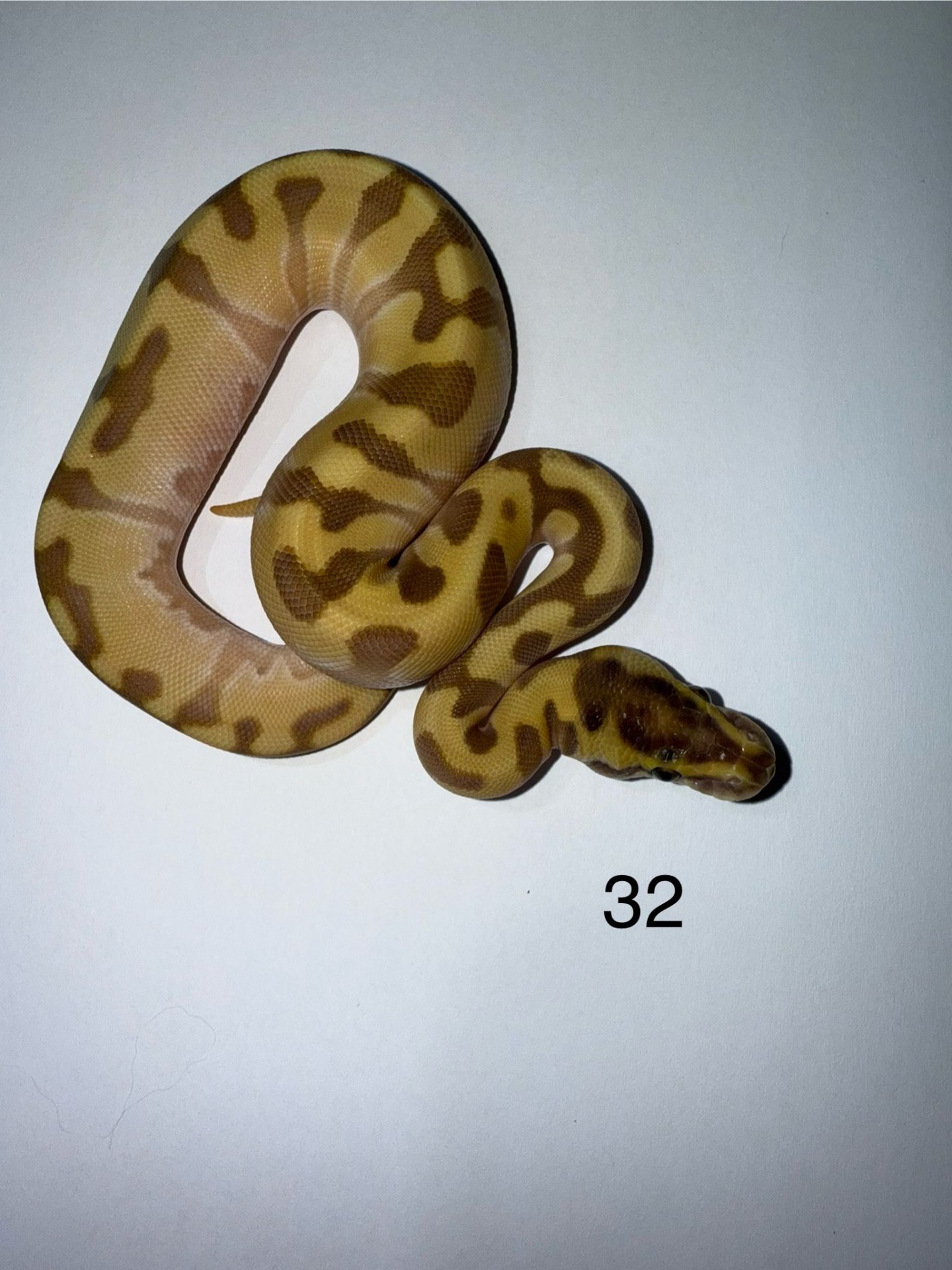 ♀ Butter Enchi Orange Dream 50% het Pied