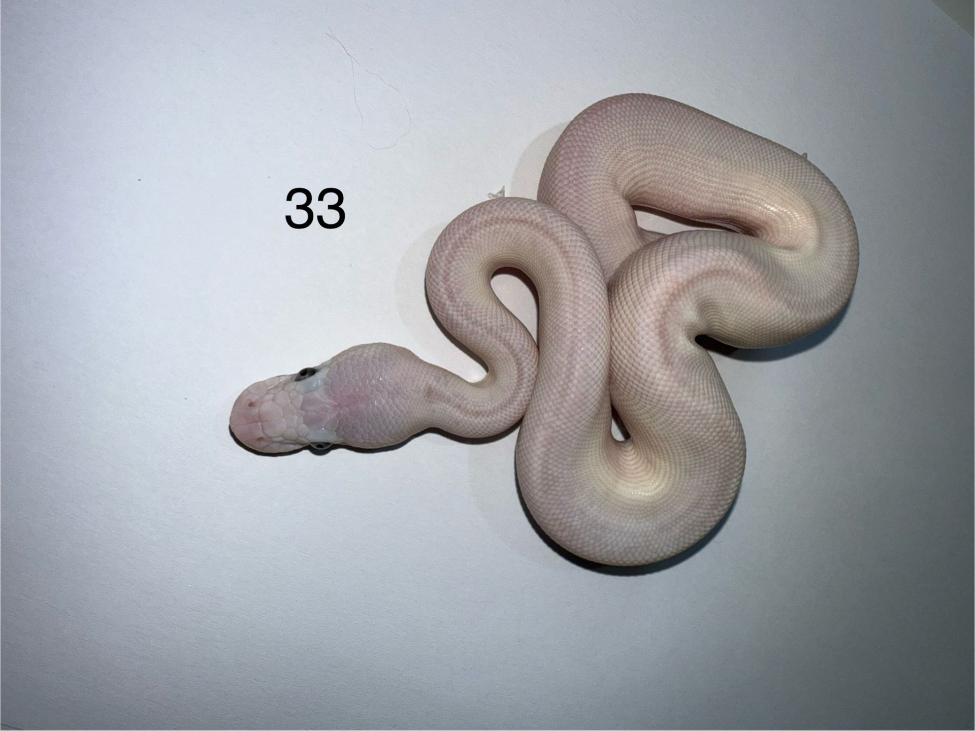 ♀ Blue Eyed Leucistic 50% het Pied