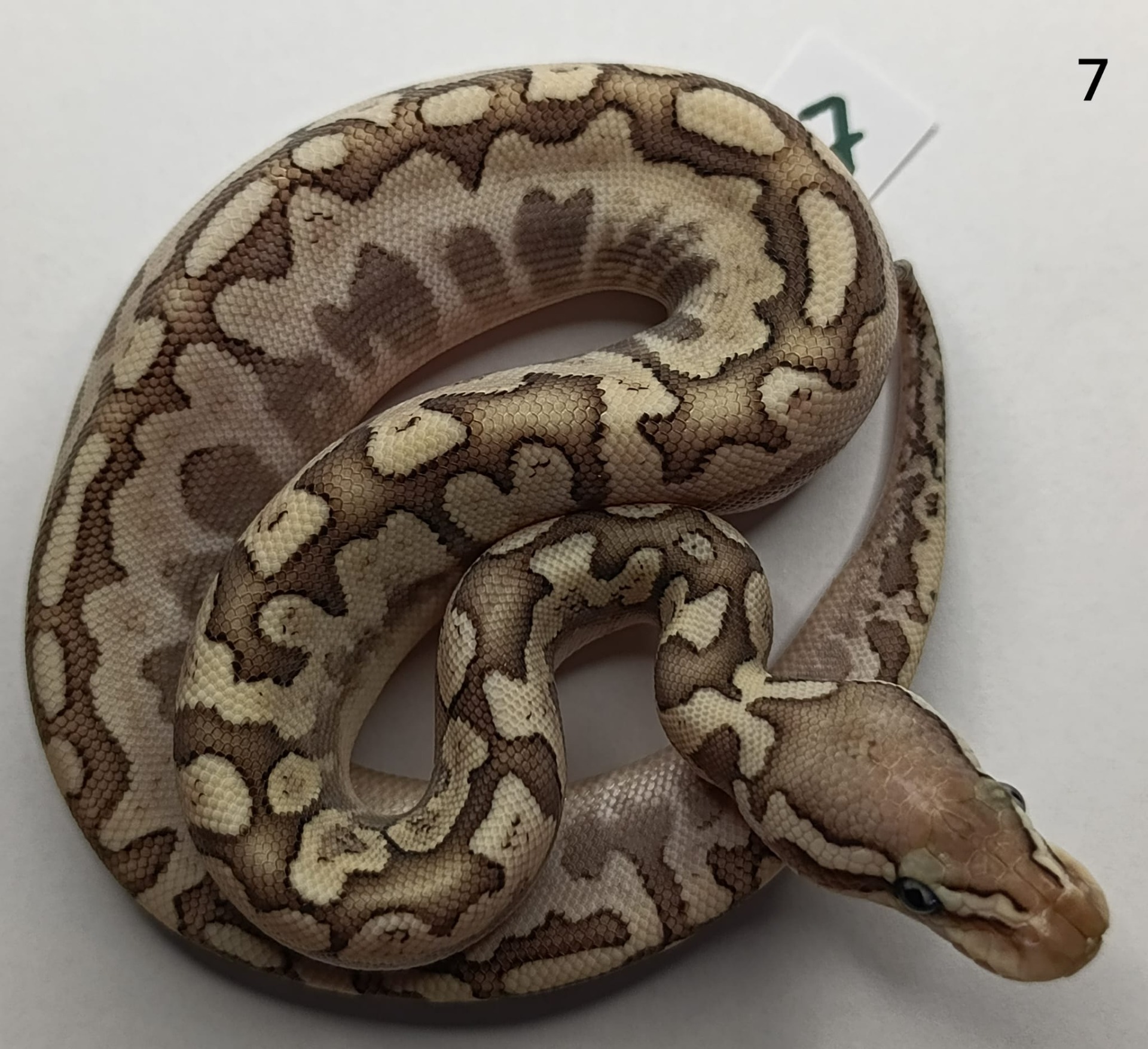 ♀ Pastel Bamboo Yellow Belly 50% het Pied