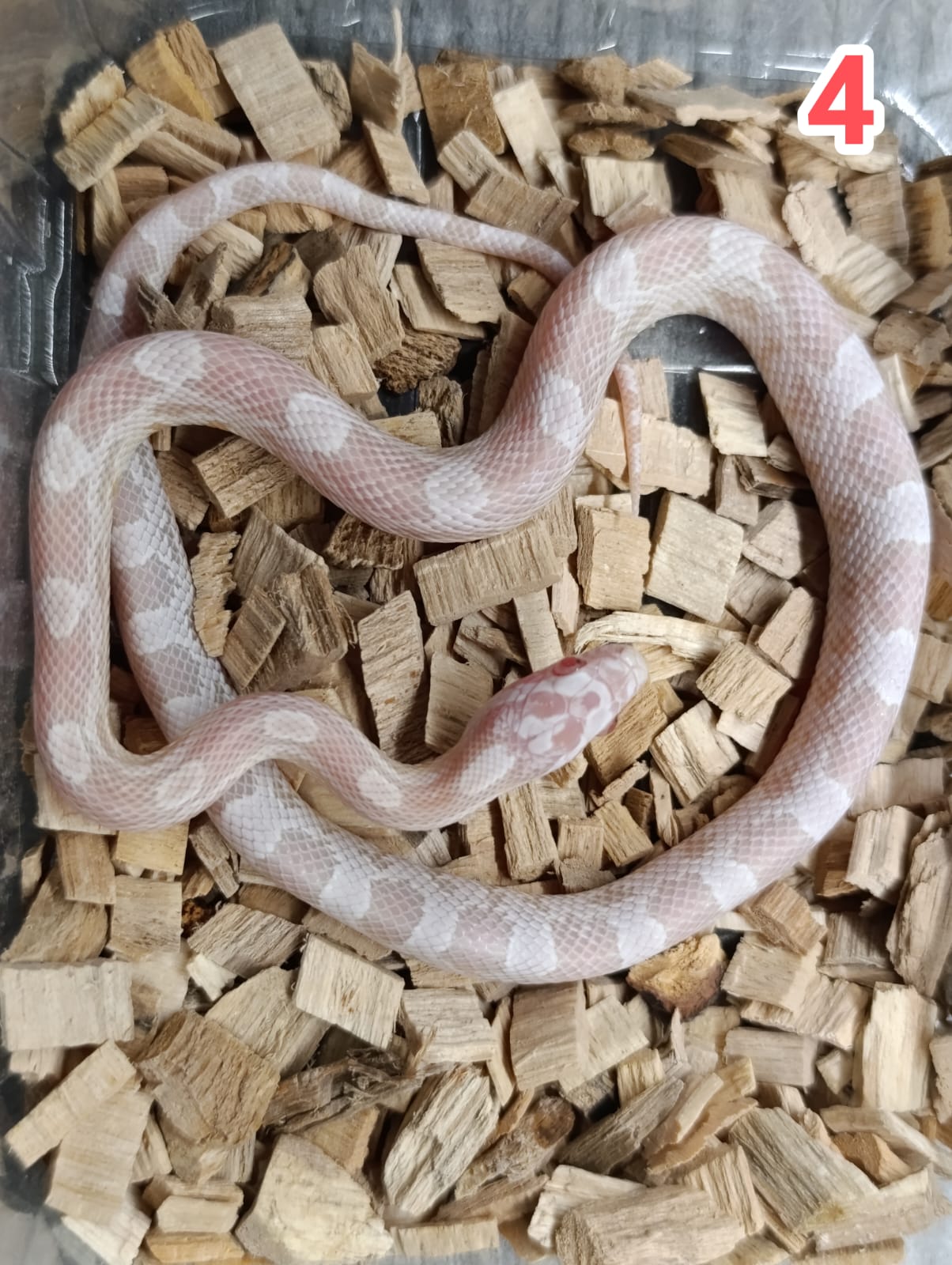 Snow het motley het sunkissed ♂  NZ:30.5.2025