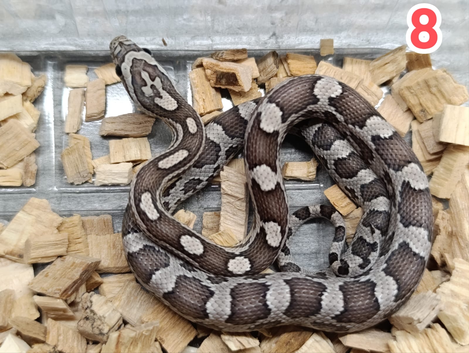 Anery het motley het sunkissed ♀ NZ:30.5.2025