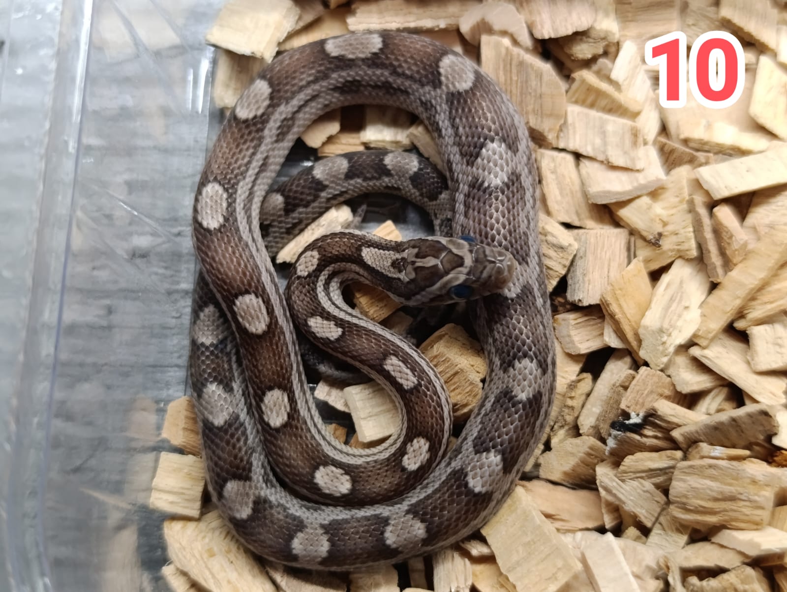 Anery motley het sunkissed ♂ NZ:31.5.2025