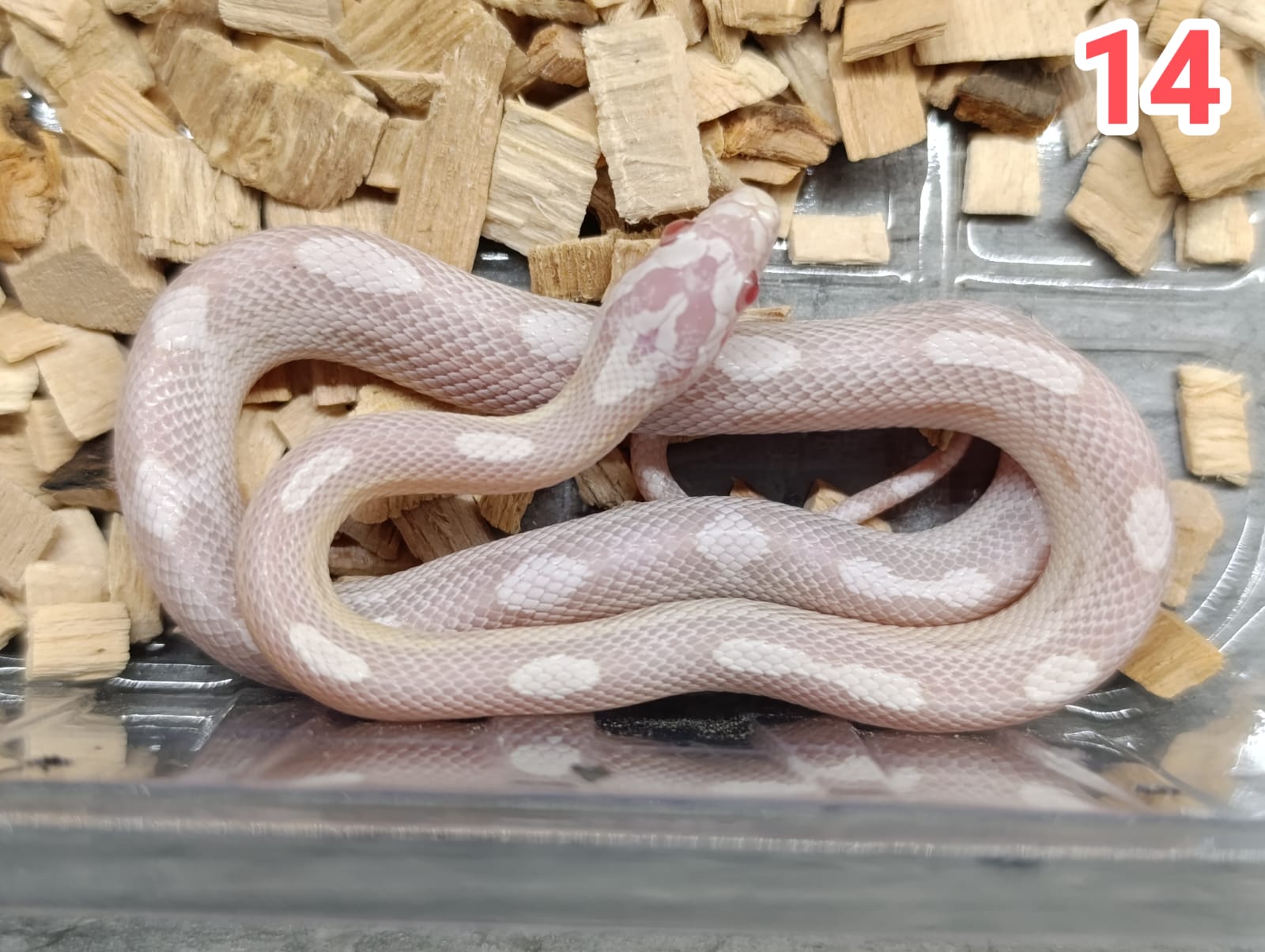 Snow motley het sunkissed ♂  NZ:2.6.2025