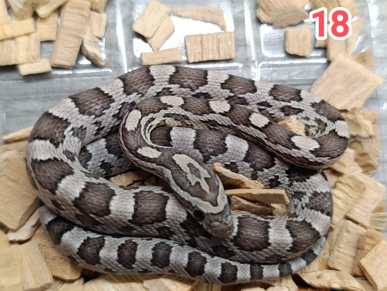 Anery het motley het sunkissed ♀ NZ:3.6.2025
