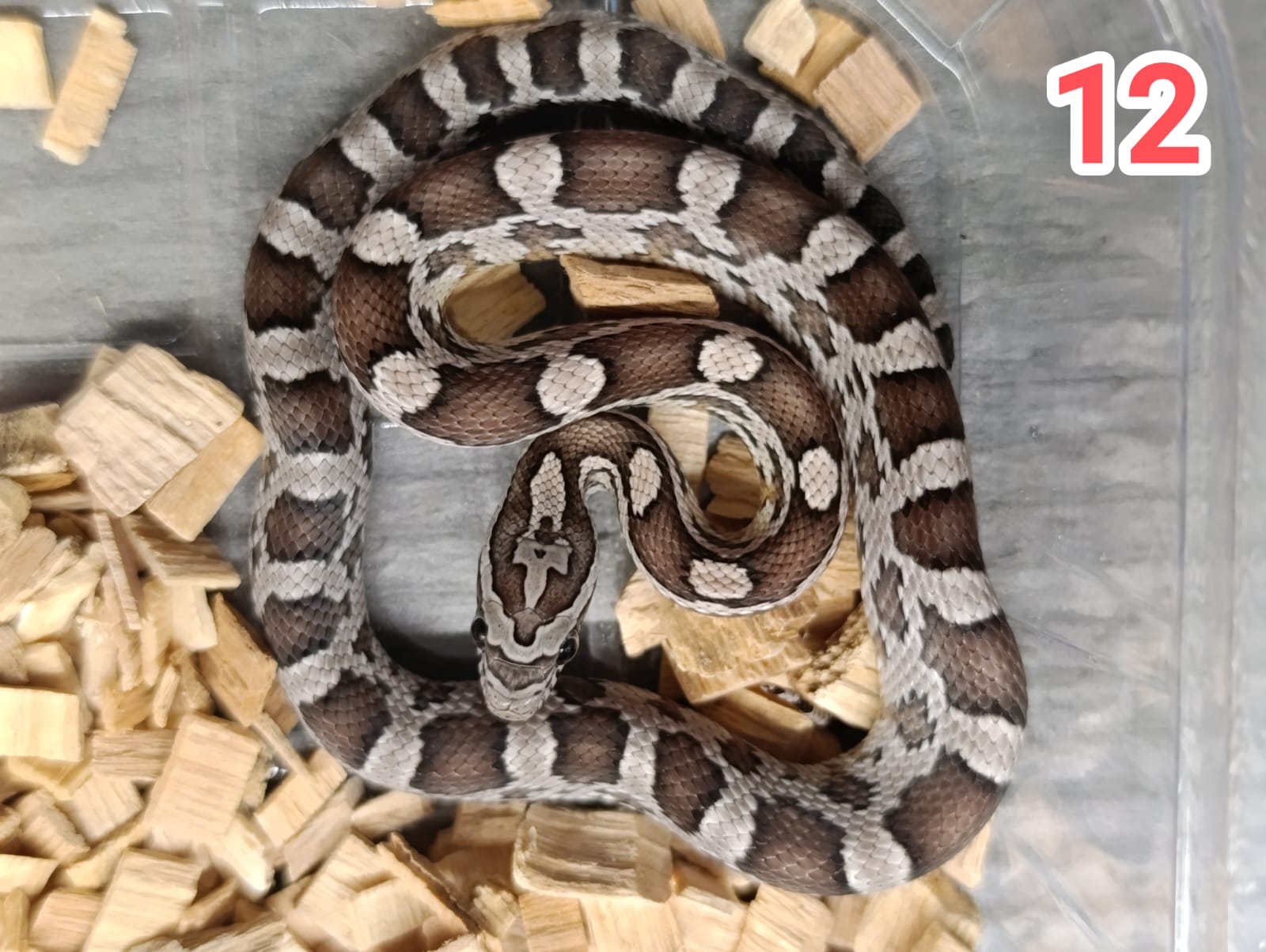 Anery het motley het sunkissed ♀ NZ: 2.6.2025