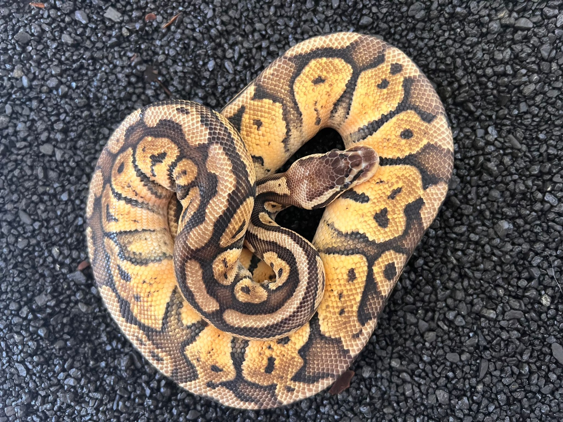 ♀ Super Pastel NZ: 06/2022