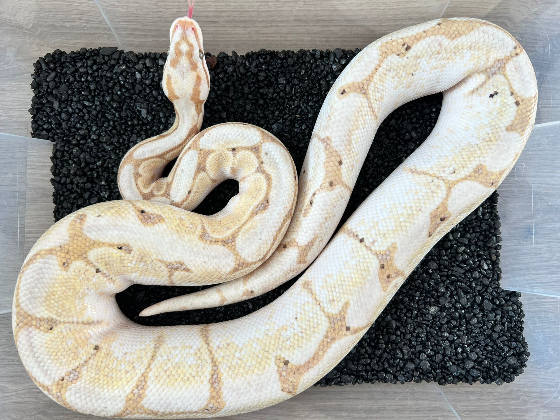 ♂ Banana Spider poss Piebald NZ: 21.3.2018 - OVĚŘEN V CHOVU