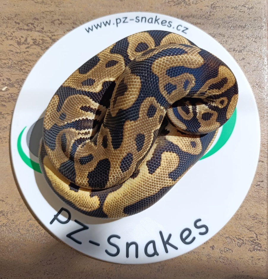 ♂  Leopard NZ:09/2024