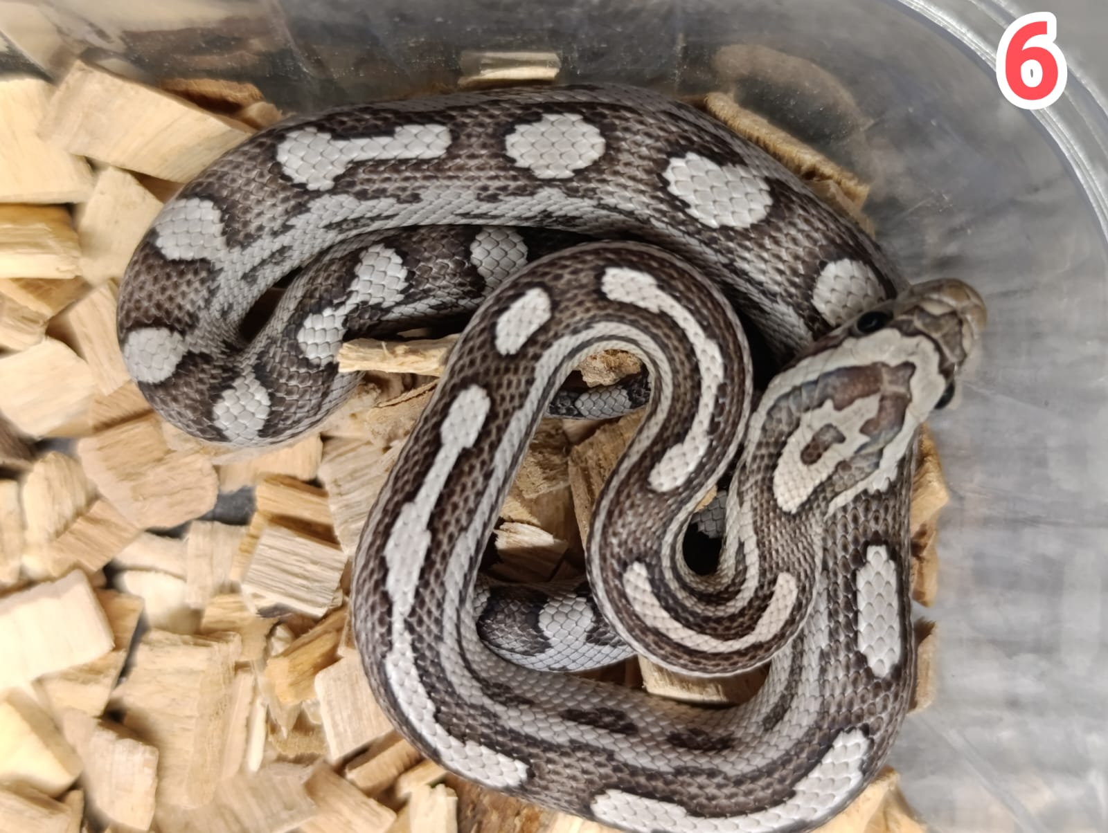 Anery motley het sunkissed ♀ NZ: 30.5.2025
